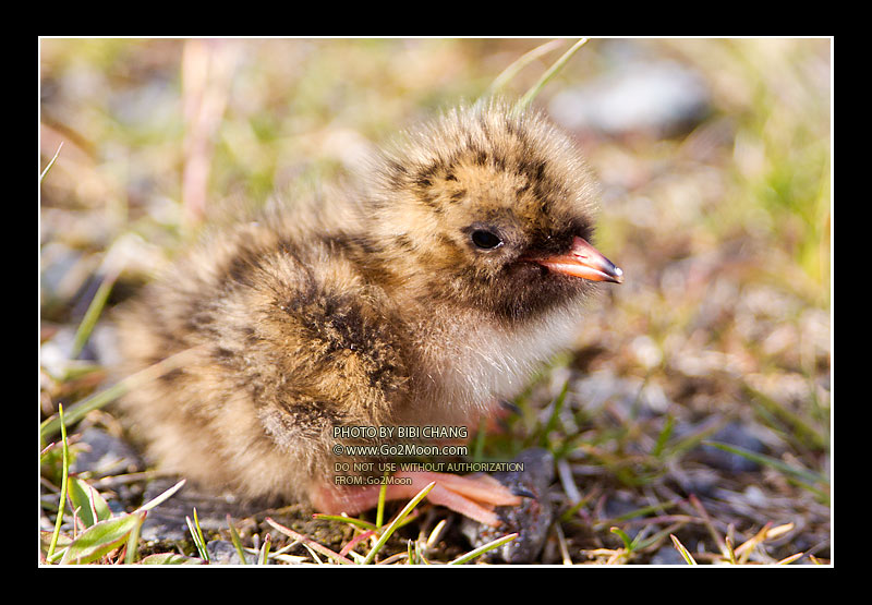 Two Day Old Chick