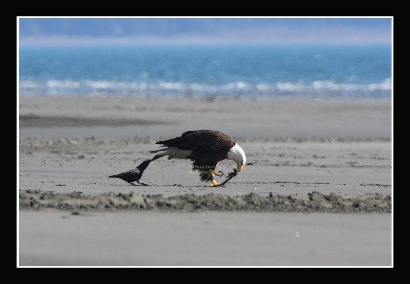 Crow Attacks Eagle