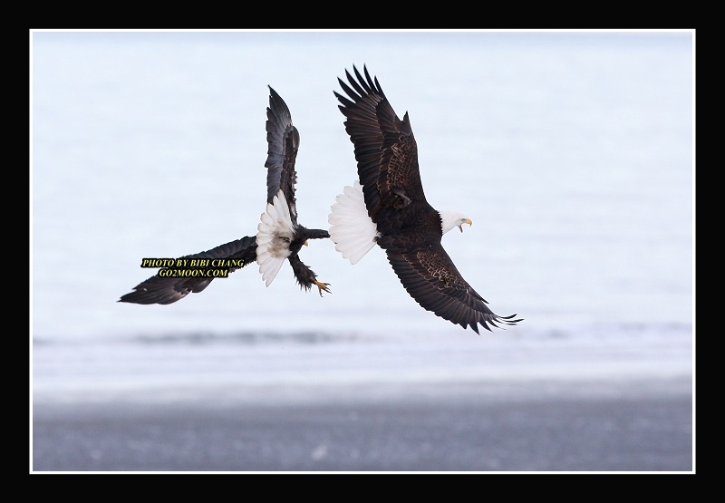 Eagles Fighting