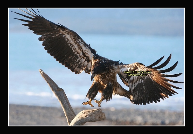 Juvenile Bald Eagle Wingspan