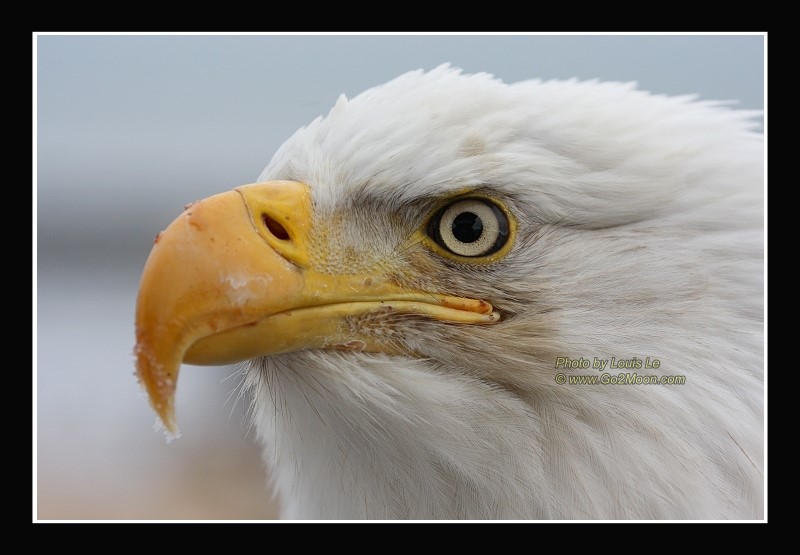 Eagle Close Up