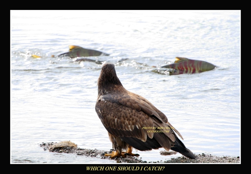 Bald Eagle Choosing its Next Meal