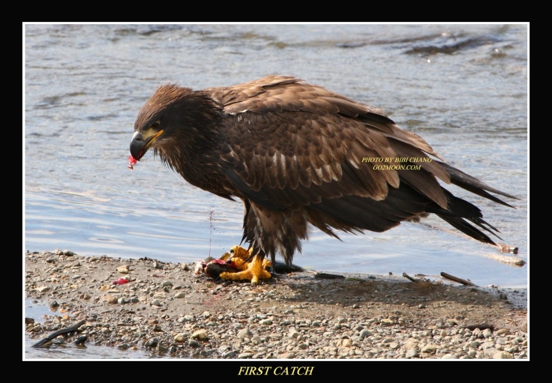 Bald Eagle Eating Fresh Salmon