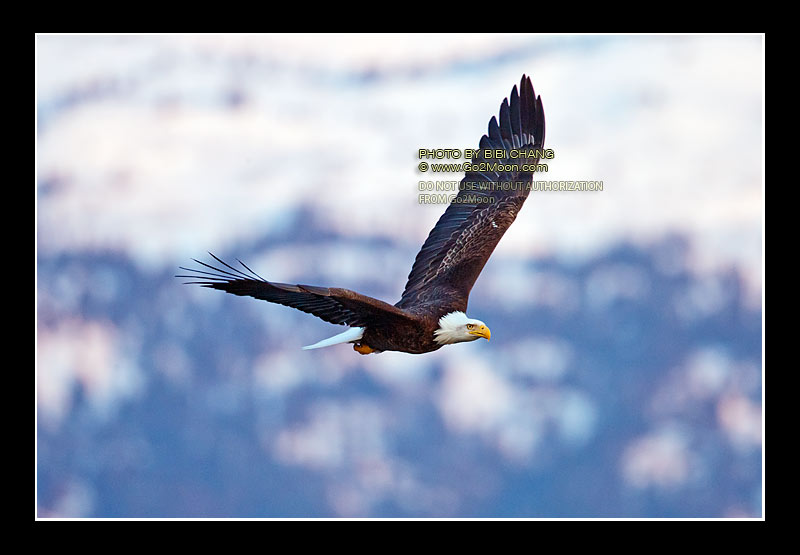 Bald Eagles Alaska