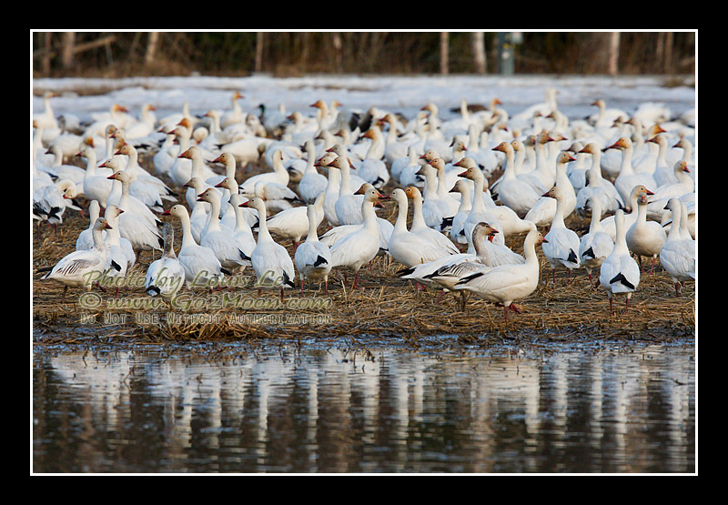 Snow Geese in Pond