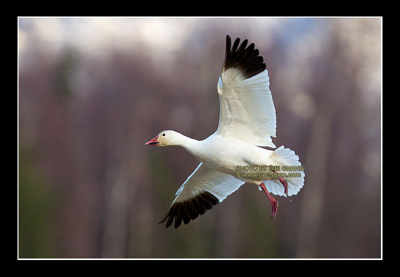 Snow Goose Wingspan
