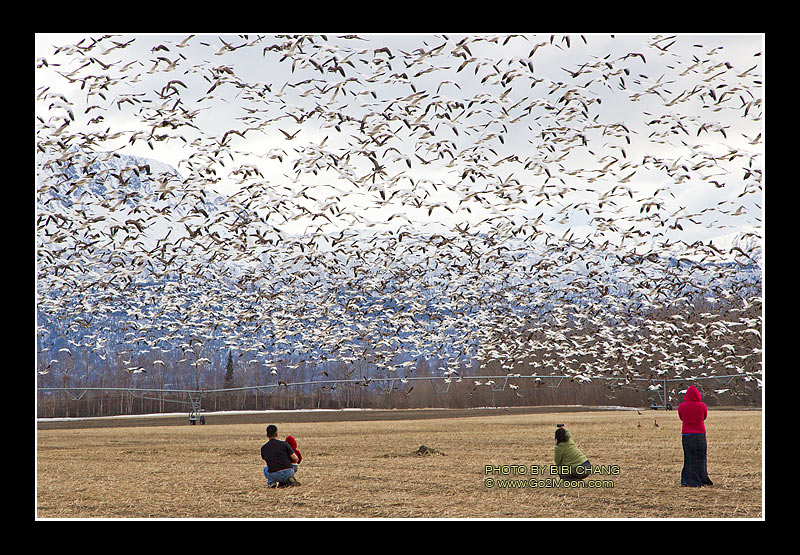 Watching Snow Geese