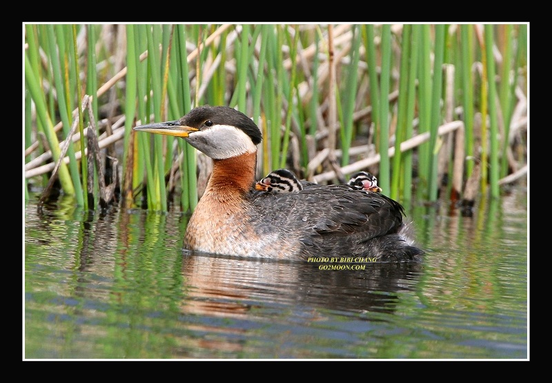 Grebe Baby on Back
