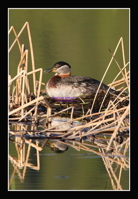 Red Necked Grebe on nest