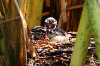 Grebe Chicks in Nest