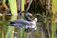 Grebe with Egg Shell