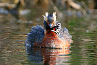 Horned Grebe with Chicks