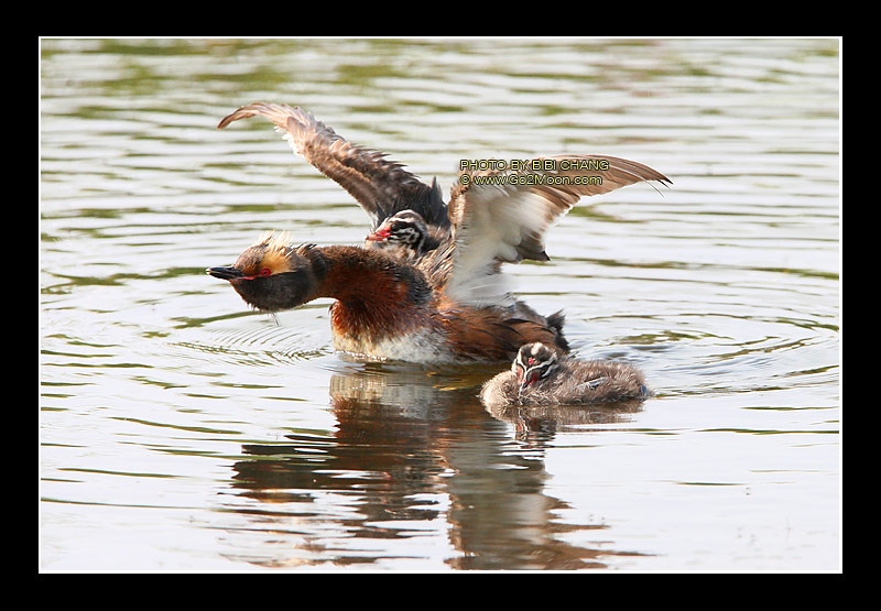 Grebe in Action