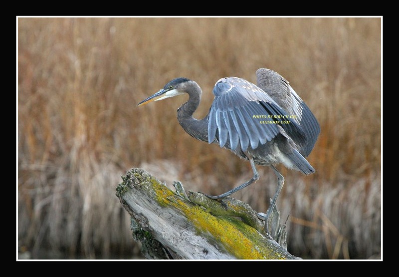 Blue Heron in Anchorage