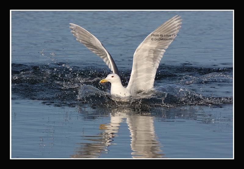 Seagull Alaska