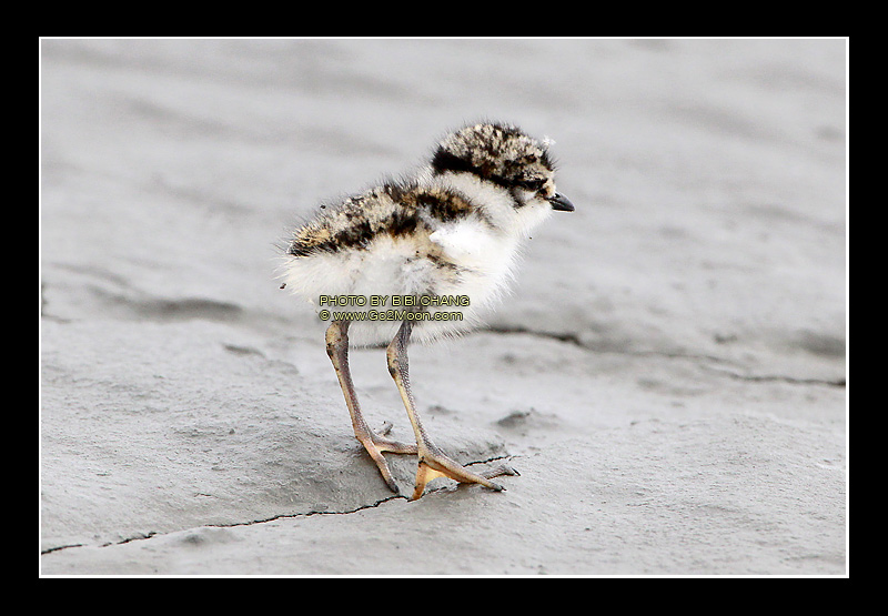 Plover Chick