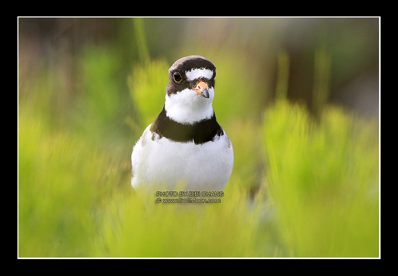 Plover in the grass