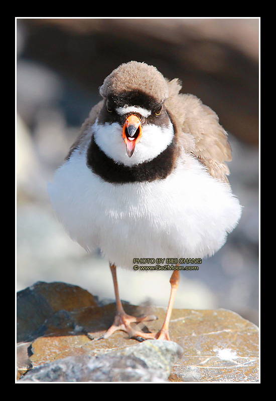 Plover photo up close