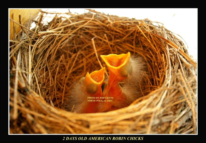 American Robin Chicks