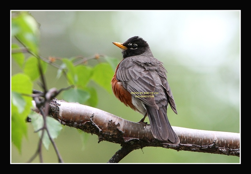 Male American Robin