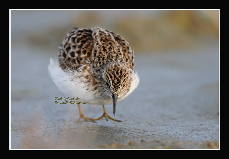 Sandpiper Looking for a Worm