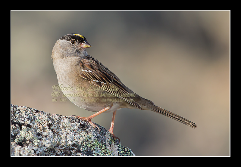 Golden-Crowned Sparrow Adult