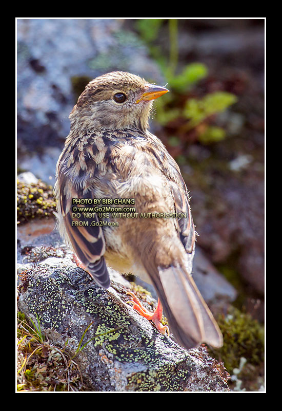 Golden-Crowned Sparrow Juvenile