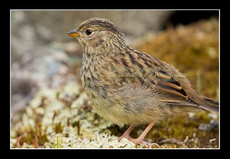 Juvenile Sparrow