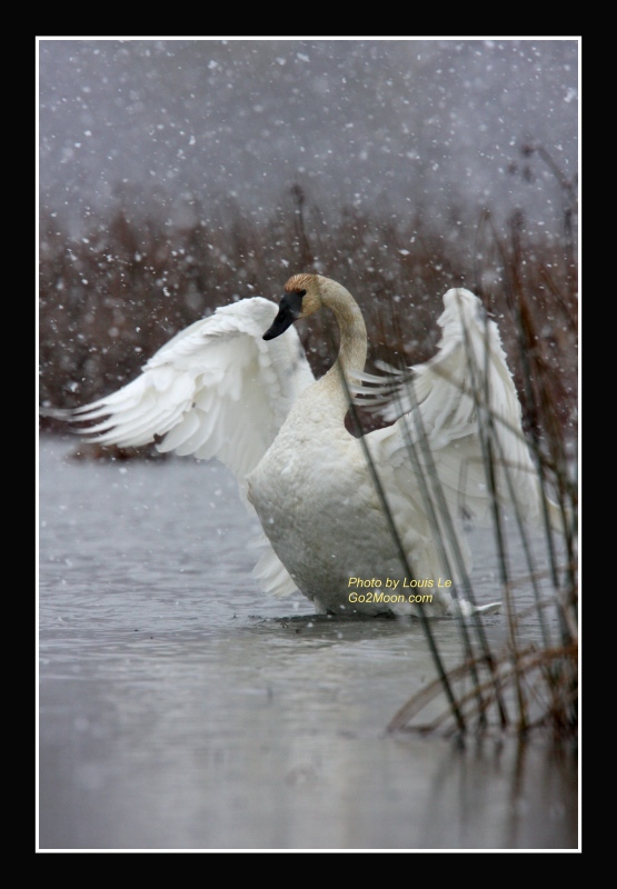 Swan in the Snow