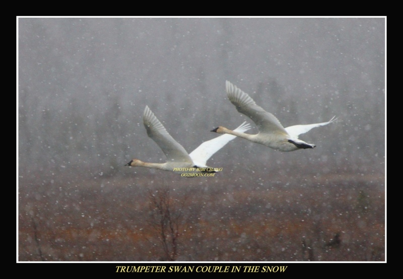 Swans in Snow Storm