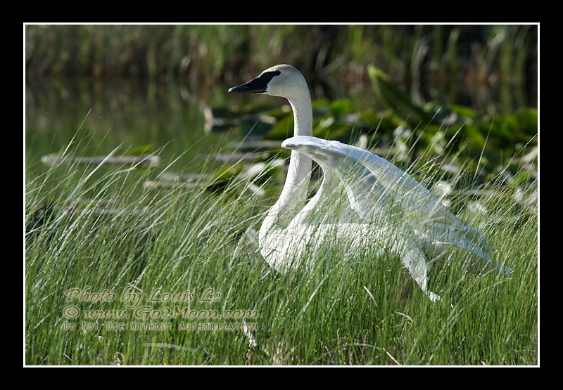 Swan in Grass