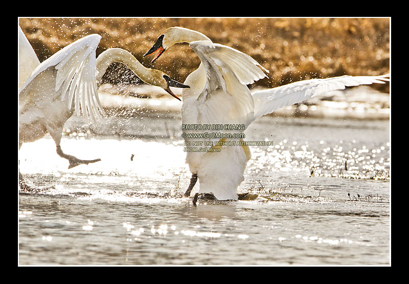 Trumpeter Swans Fighting