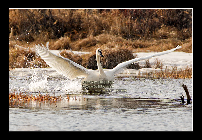 Alaska Swan Photography