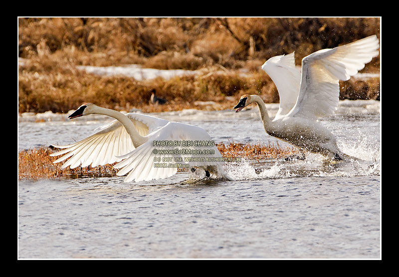 Swan Fighting