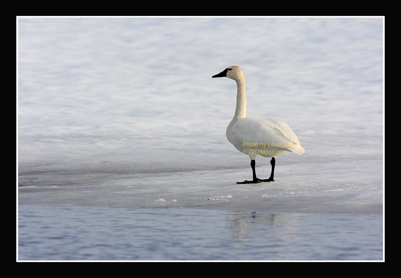 Tundra Swans on Frozen Lake