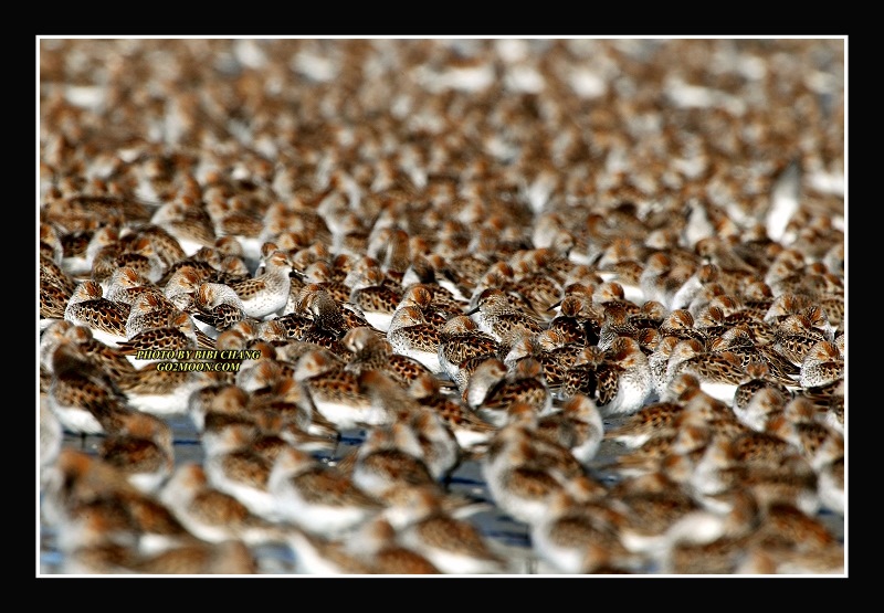 Packed Sandpipers