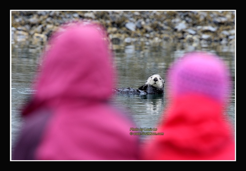 Watching Sea Otter