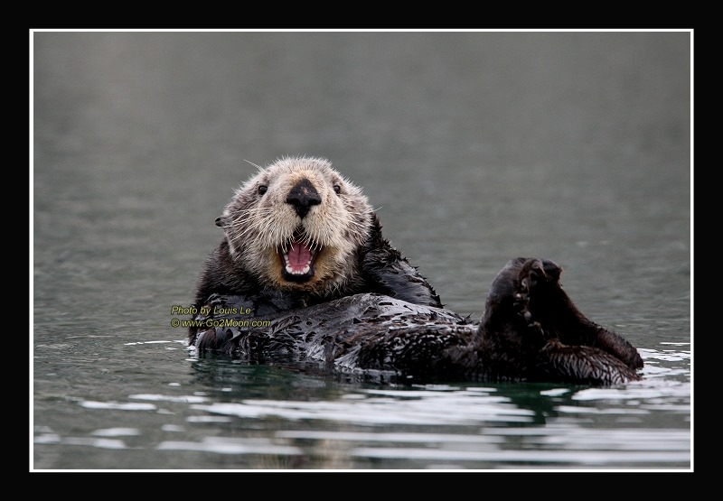 Cordova Sea Otter