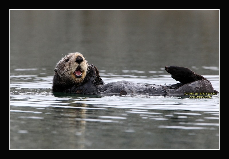 Sea Otter Swimming