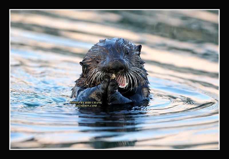 Cordova Sea Otter Eating