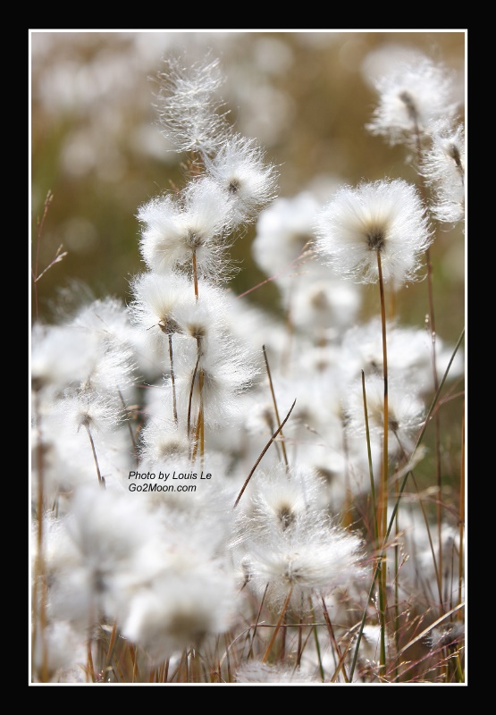 Alaska Cotton Flower