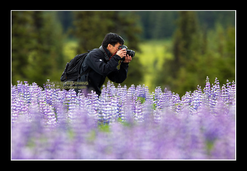 Taking Pictures Alaska Lupin Field