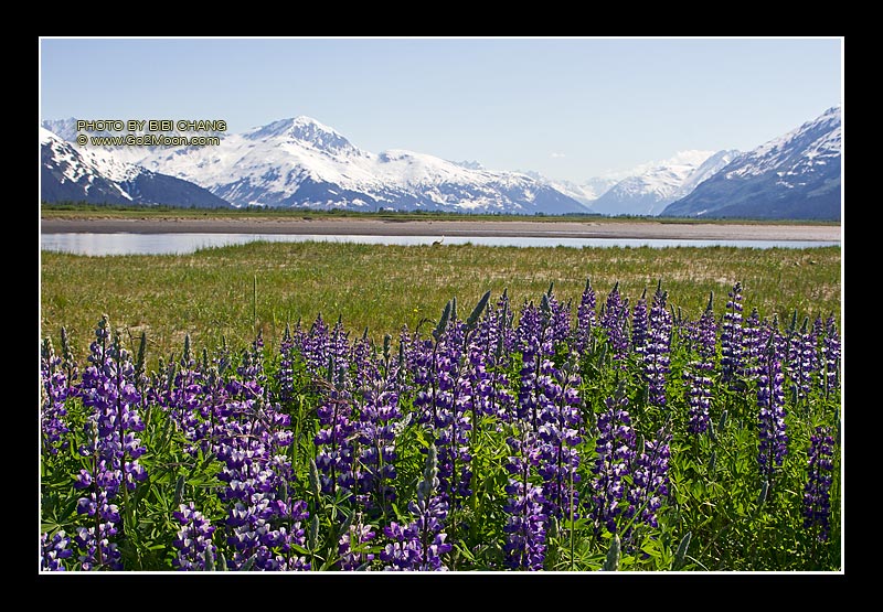 Alaska Lupin Field