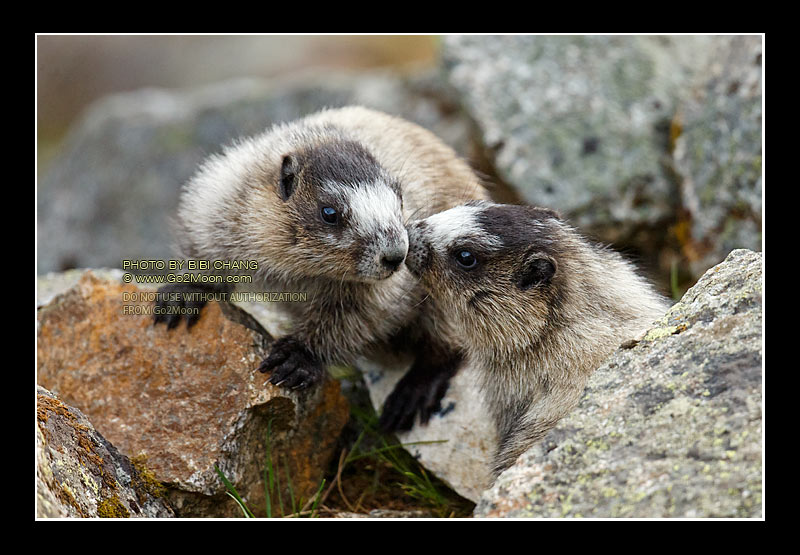 Young Marmots Together