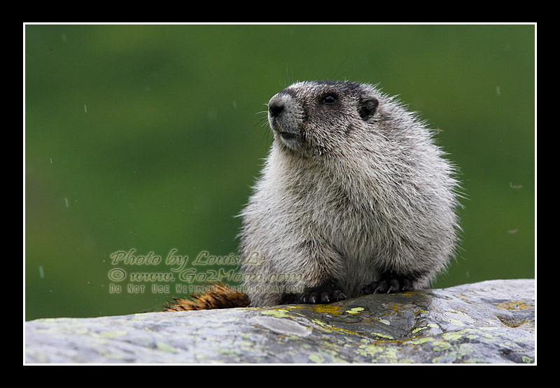 Marmot in Summer