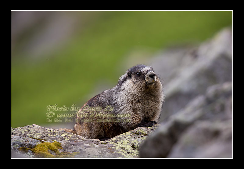 Adult Marmot Photo