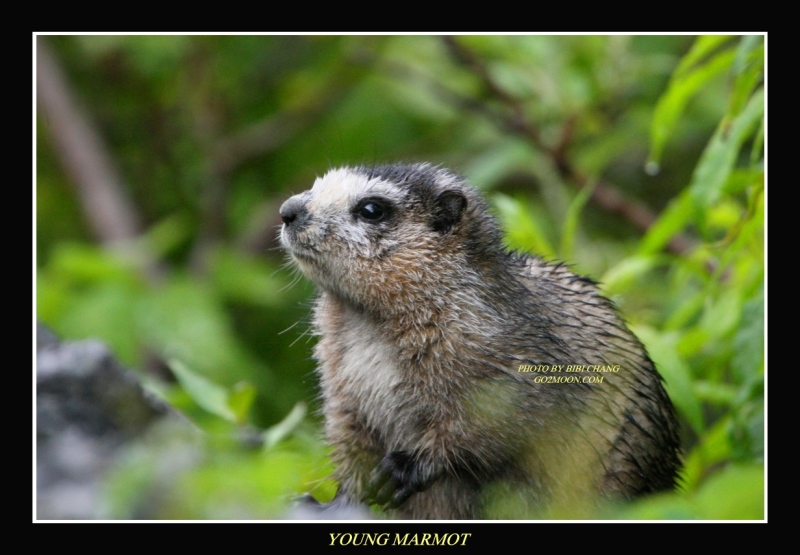 Young Marmot