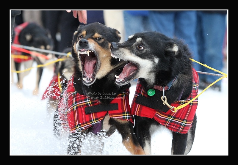 Iditarod Dogs