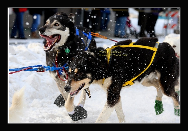 Iditarod Dogs Running