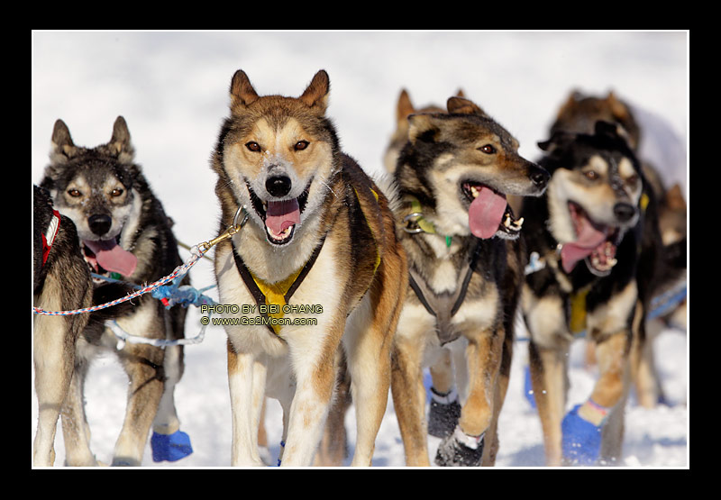 William Pinkham Dogs